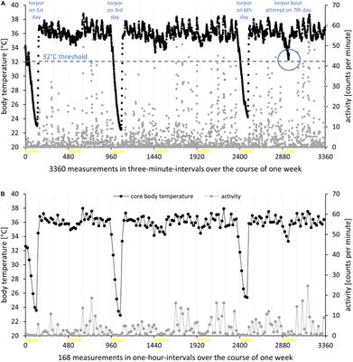 Body Temperature and Activity Adaptation of Short Photoperiod-Exposed Djungarian Hamsters (Phodopus sungorus): Timing, Traits, and Torpor